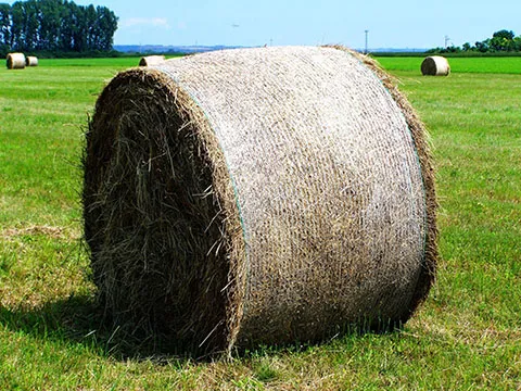 Curso Taller Manejo integral de pastos y forrajes para sistemas de producción tropical