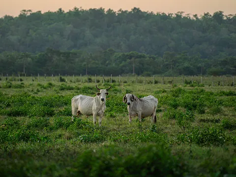 Estrategias Fiscales en el Pago de Impuestos para Pequeños Ganaderos