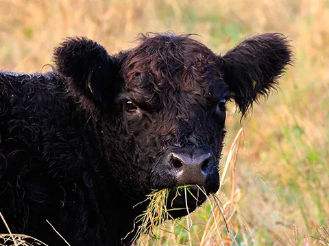 I Congreso internacional de ciencias veterinarias y producción animal sustentable