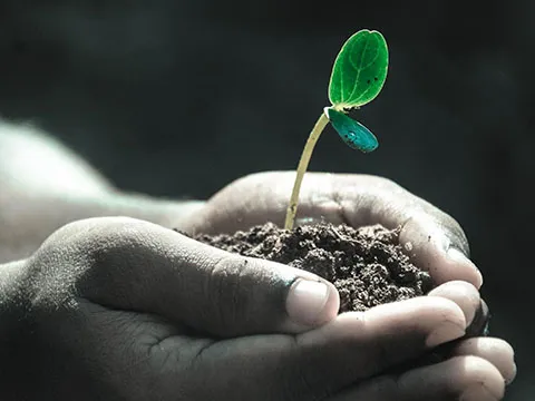 V Congreso Internacional Maya de Investigación Agropecuaria  (V-CIMIA) 