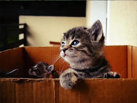 Diplomado Diagnóstico Clínico Integral en Animales Domésticos
