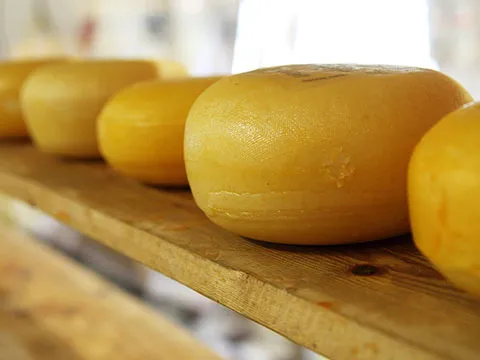 Curso-taller Transformación de productos lácteos